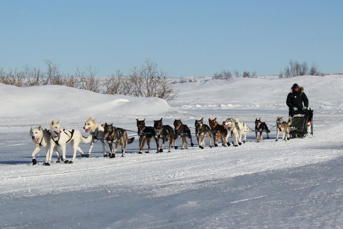 Fastest Time on the Trail- Again – Kaiser Racing Kennel – Bethel, Alaska